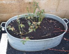 Oval galvanised bath planted with roses