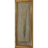 Pair of botanical prints, framed in brushed gilt frames (2)