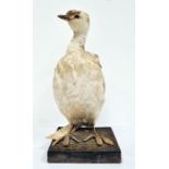 Taxidermy specimen of a bird by Rowland Ward, possibly a leucistic grebe, bears label to base