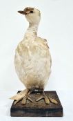 Taxidermy specimen of a bird by Rowland Ward, possibly a leucistic grebe, bears label to base