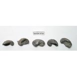 Approximately 44 Gryphaea or 'Devils Toenails', Jurassic period fossils found in the Severn
