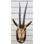 Early 20th century taxidermy specimen of a gazelle, head and shoulder mounted on an oak plaque