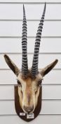 Early 20th century taxidermy specimen of a gazelle, head and shoulder mounted on an oak plaque