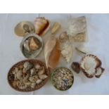 Large collection of sea shells including cowrie, conch and abalone (1box)