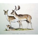 Kenneth Bailey Watercolours Fallow deer and New Forest ponies, both signed, both 33 x 46cm