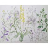 Bernard West Watercolour Floral specimens from book illustrations, signed and dated '92, 41 x 48cm