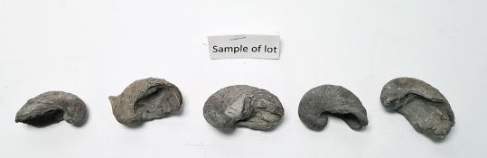 Approx 40 Gryphea or Devils Toenails fossils