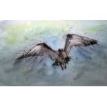 Unattributed Watercolour Bird in flight Signed lower left indistinctly 36cm x 57cm  and a colour