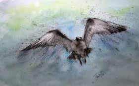 Unattributed Watercolour Bird in flight Signed lower left indistinctly 36cm x 57cm  and a colour