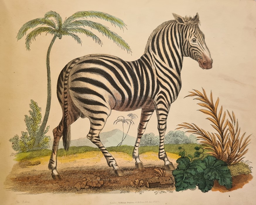 After William Darton Colour engraved plates of exotic, domestic and other animals to include the - Image 3 of 3