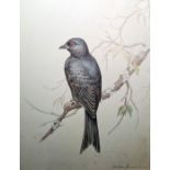 D Silva-Fon...(seca (?) Pencil and crayon drawing Study of a bird on a branch, signed, 32cm x 24.