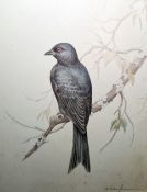 D Silva-Fon...(seca (?) Pencil and crayon drawing Study of a bird on a branch, signed, 32cm x 24.