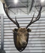 Taxidermy head and shoulders mount of a stag