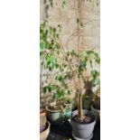 Tall three-stemmed weeping fig plant, 2.5m high