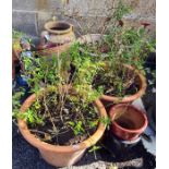 Three large terracotta planters, 42cm diameter, a terracotta two-handled anphora and other garden