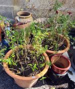 Three large terracotta planters, 42cm diameter, a terracotta two-handled anphora and other garden