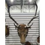 Taxidermy head and shoulders mount of a stag