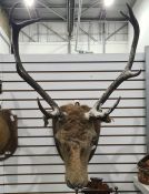 Taxidermy head and shoulders mount of a stag