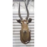 Taxidermy head and shoulders mount of a gazelle