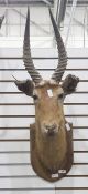 Taxidermy head and shoulders mount of a gazelle