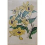 12 19th century botanical coloured prints, all framed to match, to include one after Horto van