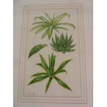 Stuart J Laffard Watercolour "Agave", botanical study and two framed prints  (3)