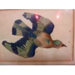 After Richard  Polydore  Nodder  (1795-1820) Set of eight coloured engravings  Various exotic birds,