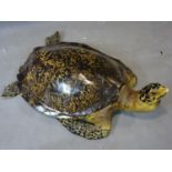 A life size fibreglass model of a sea turtle, H.26 W.70 D.50cm