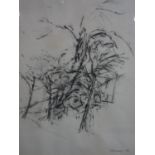 J. B. Hinley, 'Copse', charcoal and pencil drawing, signed and dated 1961 in pencil to lower