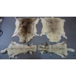 Four vintage white fur pelts, largest L.128 W.115cm, smallest L.122 W.59cm