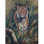 After David Shepherd, oil on canvas depicting a tiger, unframed, 51 x 40cm