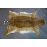 *WITHDRAWN* A gazelle hide, 137 x 82cm *WITHDRAWN