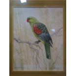 G. Stokes, 'Red-Winged Parrot', watercolour, signed lower right, framed and glazed, 23 x 18cm