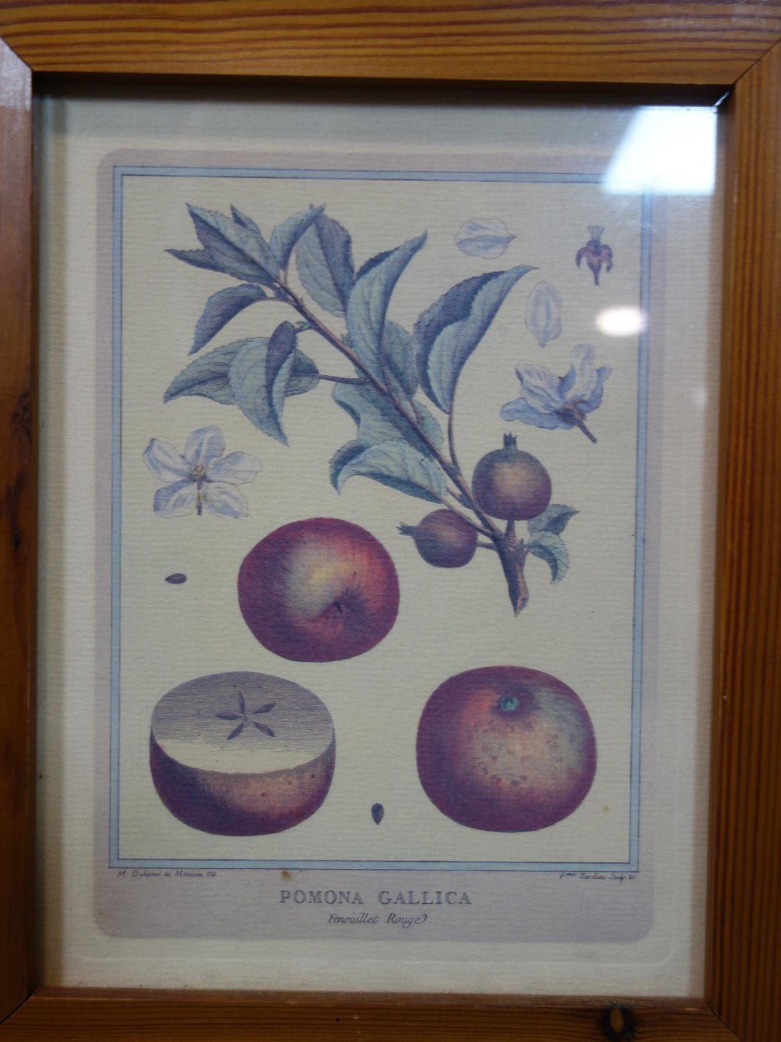 A set of four 18th century style prints of fruit, 38 x 30cm, together with a small similar pair, - Image 3 of 6