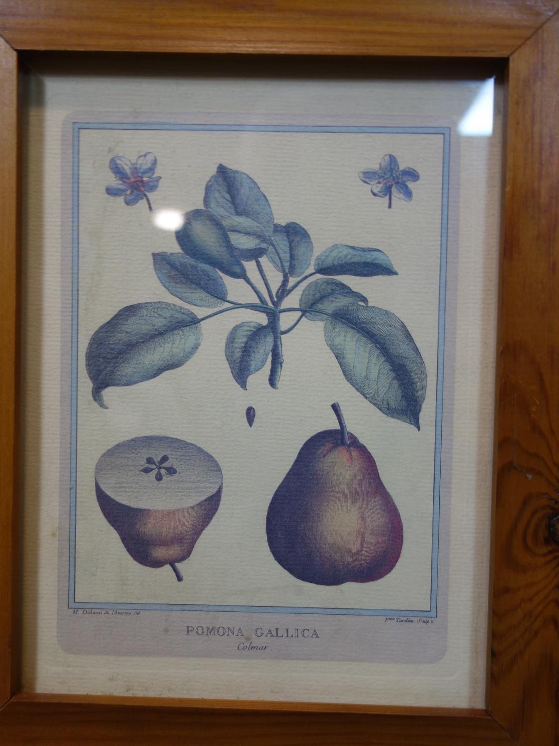 A set of four 18th century style prints of fruit, 38 x 30cm, together with a small similar pair, - Image 4 of 6