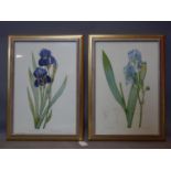 A pair of prints of the Iris flower, 51 x 35cm