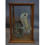 A taxidermy study of an owl perched on a branch, set in glass case, 52 W.34 D.31cm