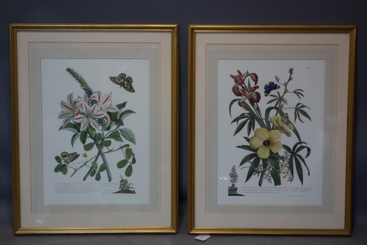A pair of 18th century style flower prints, with Coln gallery label to verso, 46 x 33cm