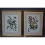 A pair of 18th century style flower prints, with Coln gallery label to verso, 46 x 33cm