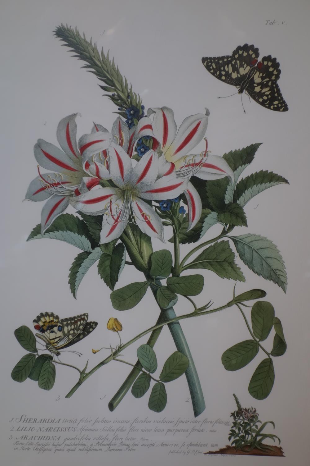 A pair of 18th century style flower prints, with Coln gallery label to verso, 46 x 33cm - Image 2 of 3