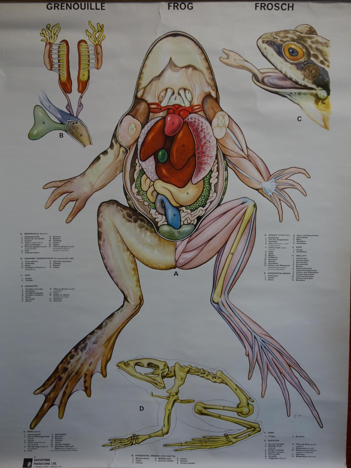 Three vintage educational wall charts, to include two Austrian wall charts by Jung-Koch-Quentell for - Image 5 of 6