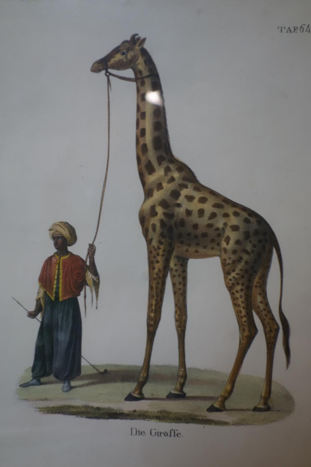 A 19th century German framed triptych hand-coloured prints of giraffes and bears, 30 x 22cm each - Image 4 of 4