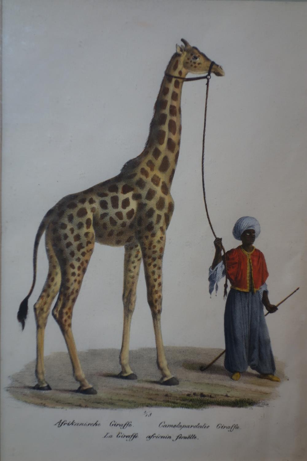 A 19th century German framed triptych hand-coloured prints of giraffes and bears, 30 x 22cm each - Image 2 of 4