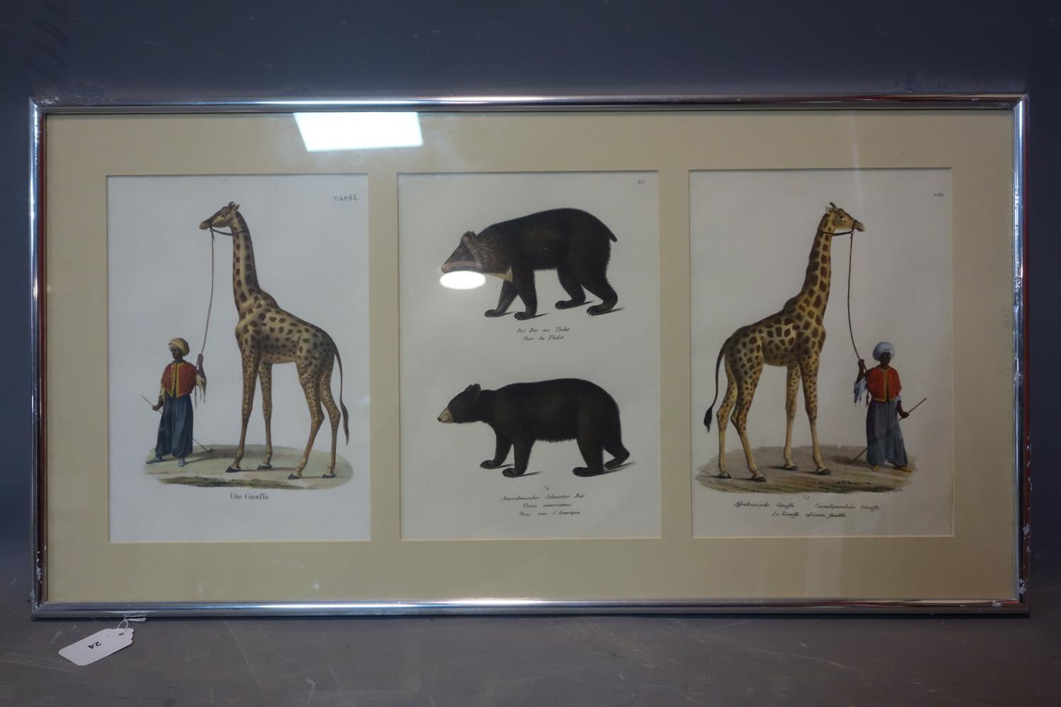 A 19th century German framed triptych hand-coloured prints of giraffes and bears, 30 x 22cm each