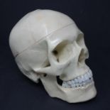 A resin anatomical skull with spring jaws and removable cranium, H.15cm