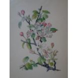 A watercolour of an apple blossom branch, framed and glazed, 16 x 20cm