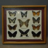 A framed cased display of exotic butterflies 24 x 29cm