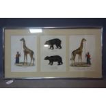 A 19th century German framed triptych hand-coloured prints of giraffes and bears, 30 x 22cm each