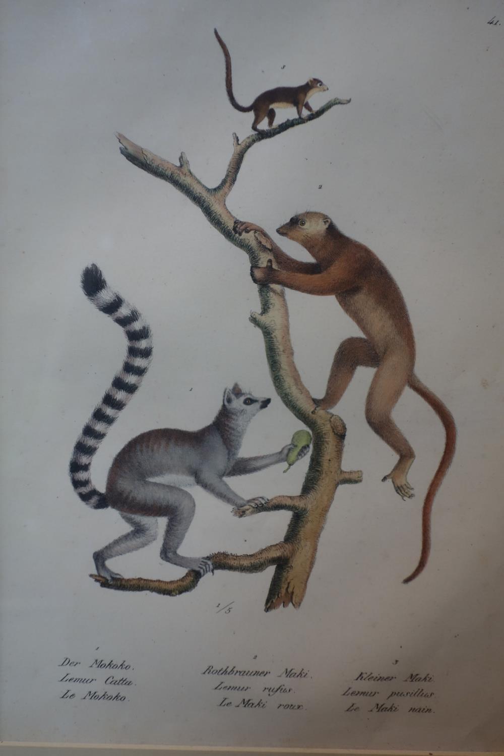 19th century German framed triptych hand-coloured prints of animals, to include Gibbons and - Image 3 of 4