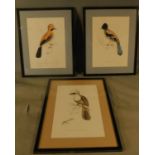 A set of 3 framed and glazed prints depicting exotic birds. H.58 W.46cm